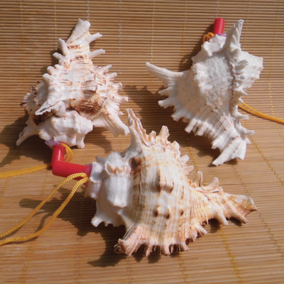 海螺貝殼工藝品 從大海到童年的奇妙旅程